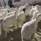 ضان للبيع. العدد 30. دفع. الاسنان جذعه. وثنيه فقط. من ضان