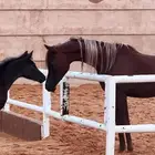 عسف خيل مواكبة مربط المعمورة