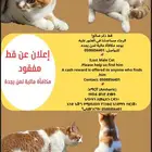 قط ضائع يوجد مكافأة مالية لمن يجدة