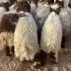 ضحايا للبيع ويوجد تابي
