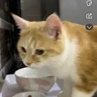 قطه التبني العمر سبعة أشهر