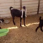 للبيع عنز مشروكه يتبعه جفرتين