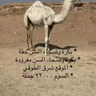 بكار مفردة وحقة