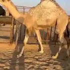 قعدان وبكار للبيع كايفه فل مغلقه التواصل اتصال