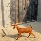 تيس وجفره