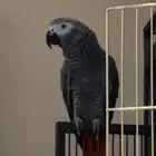 ببغاء كاسكو مفقود