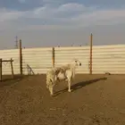 فحل حري صنف