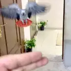 كاسكو هدد مع الاطفال