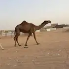 خلفه ثنيه