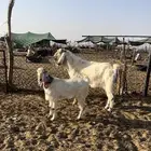 فحل مصري اصل