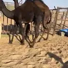 قعودين للبيع كفو مغلقه التواصل اتصال