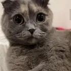 قط للتبني مجاني