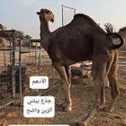 مشاريع فحول
