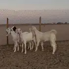معزا بيض