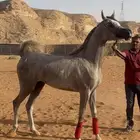 مهره واهو