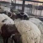 طليان نعيم جبره طرف وظهر فلل أعمارها