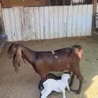 عنز مشروكه متبع