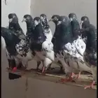 تيدي رام بوري جونسرا