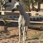 حصان عربي