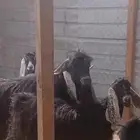 تيس عارضي طيب ومعرف