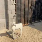 تيس