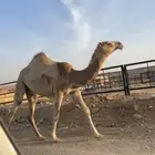 بكره مفروده مقنوي