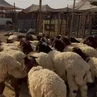 ذبايح للبيع خدمة التوصيل واصلاخ