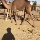 قعدان وبكار للبيع كفو فل مغلقه للبيع التواصل اتصال