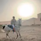 فرس شعبيه