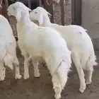 طليان حري طيبات و مغلقات للبيع
