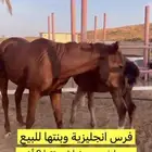 فرس إنجليزية وبنتها للبيع
