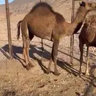 حاشي قعود للبيع