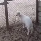 خروف لباني انتاج المراح