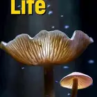 life elementary students  3  PDF
