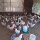 دجاج فيومي منتج