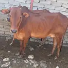 بقر مطافيل مواليد