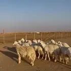 غنم حريات دفيع شرط