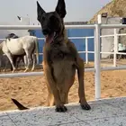 كلب مالينو للبدل.. عمره اقل من سنه ذكر