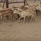 سواكن