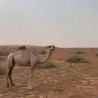 بكره شقحا