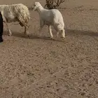 طلي