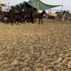 جفرات قبرصيات