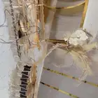 ثريات