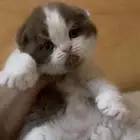 سكوتش فولد سينامون بايكلر تم الحجز