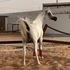 فرس واهو ( تم البيع )