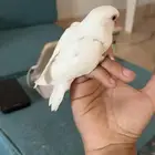 روز البينو هدد ( تم البيع)