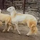 خروف فحل