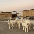 رخال حريات متابيع