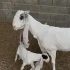 عنز مشروكه متبع ب تيوس