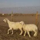 نجديه متبع